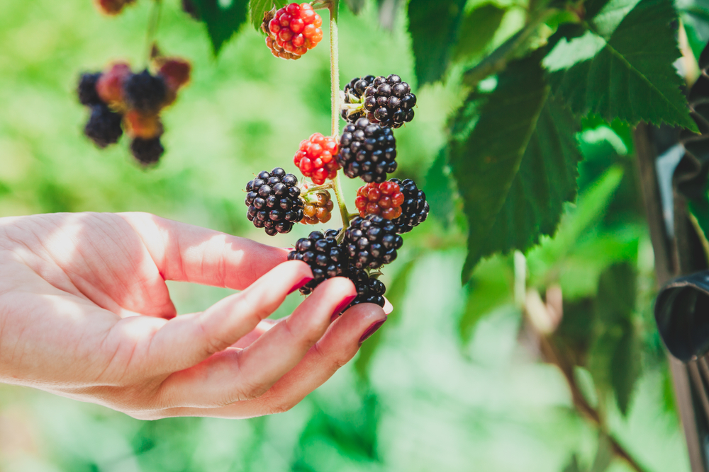 receitas com frutas da primavera: amora - Academia Assaí