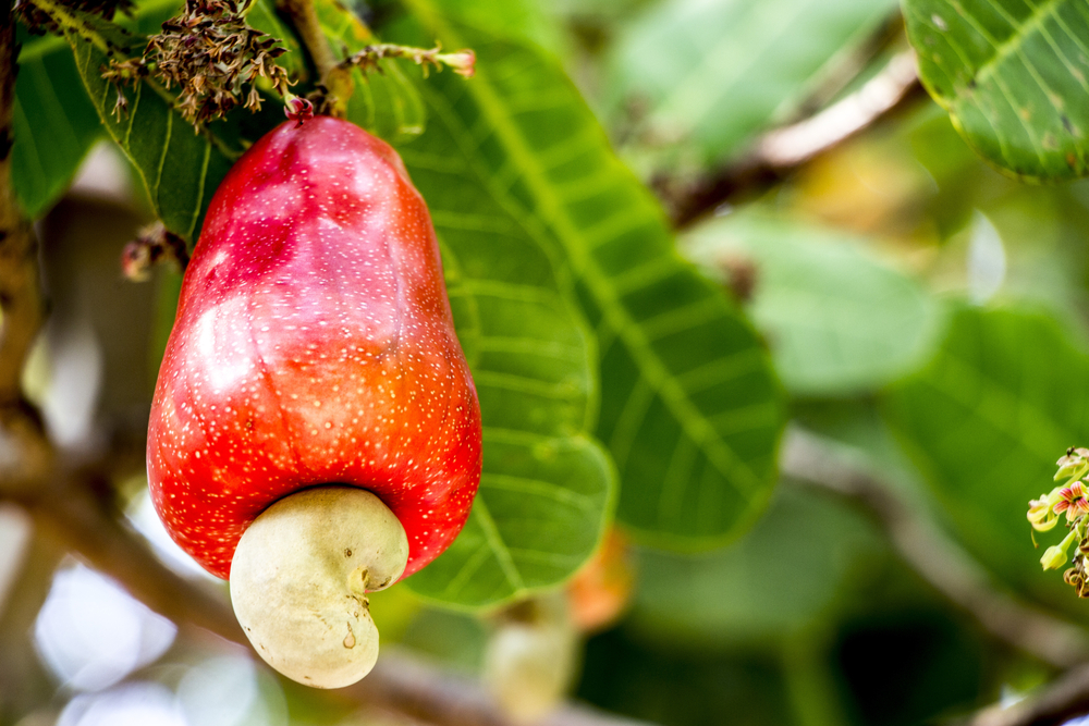 receitas com frutas da primavera: caju - Academia Assaí