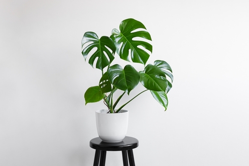 Decoração com plantas: Costela de Adão