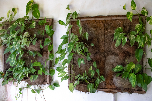 Decoração com plantas: Jiboia