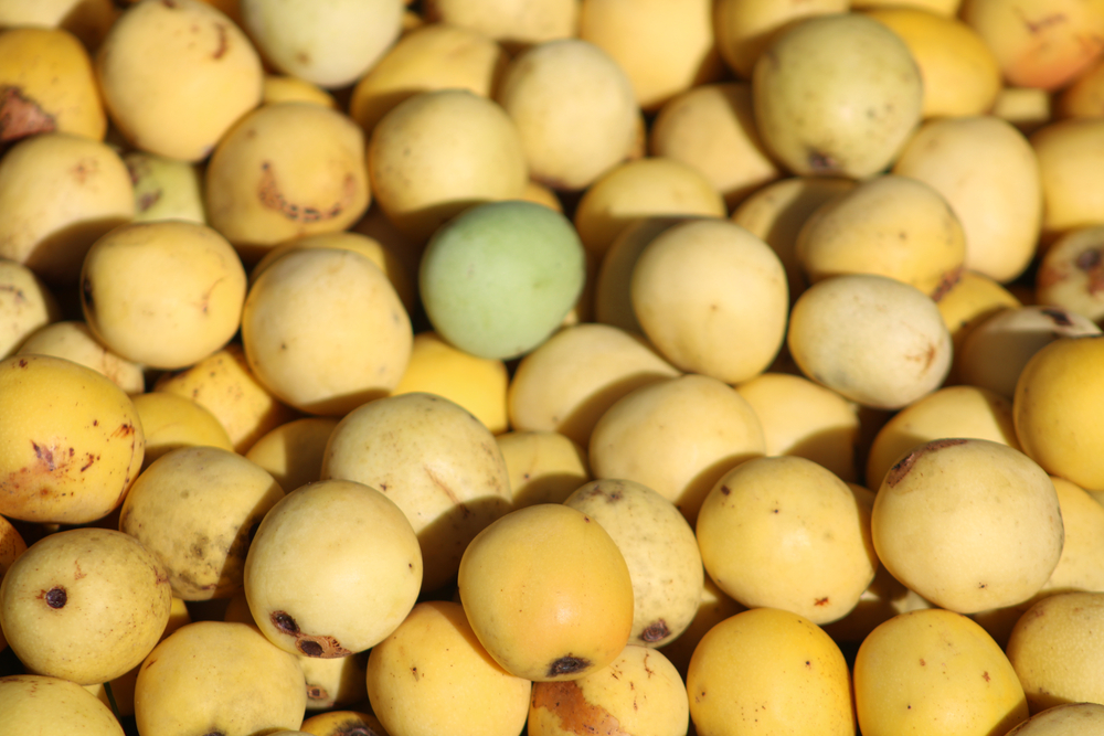 Fruto marula