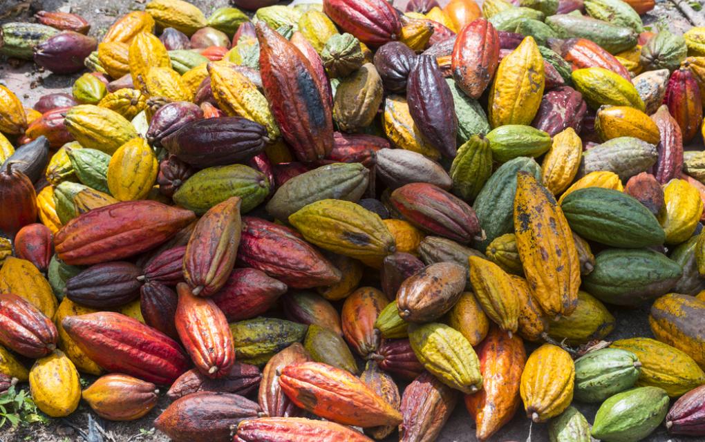 Derivados de cacau - cacau de diversas cores