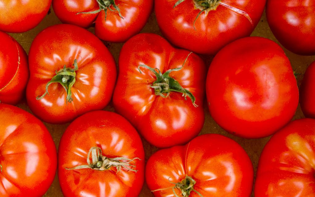 Dia do Tomate dicas e receitas para vender e lucrar bastante