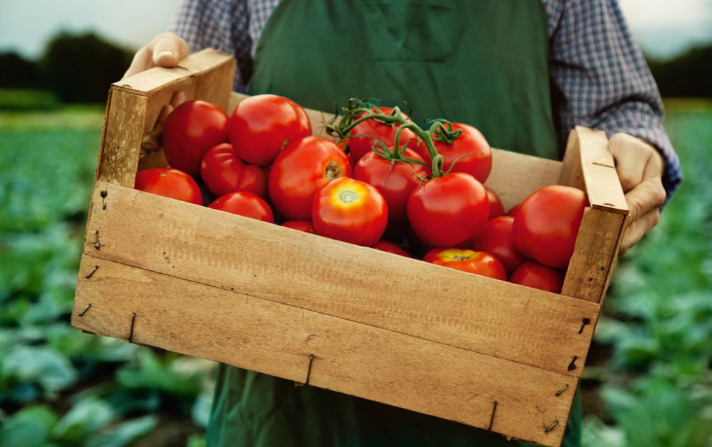 Dia do Tomate dicas e receitas - Academia Assaí