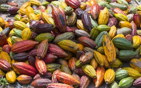 Derivados de cacau - cacau de diversas cores