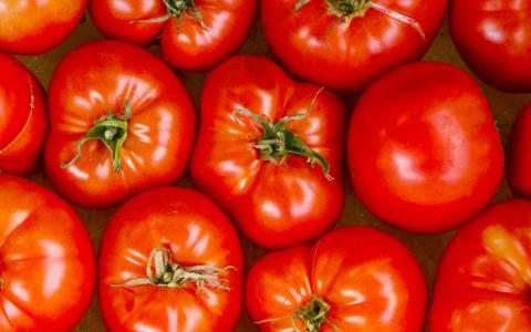 Dia do Tomate dicas e receitas para vender e lucrar bastante