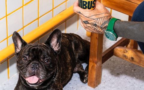 Sorvetes pet friendly - cão na Lambuse recebendo sorvete